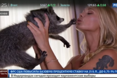 Russie: Un raton laveur traumatisé après avoir tourné dans une pub érotique