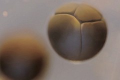 La division cellulaire d’un œuf de grenouille filmée au microscope (vidéo)