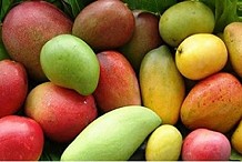 La campagne de commercialisation de la mangue commence le 10 avril
