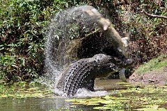Un pêcheur tué par un crocodile Un pêcheur tué par un crocodile