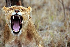 Cette lionne a voulu gérer les touristes à sa façon (vidéo) Cette lionne a voulu gérer les touristes à sa façon (vidéo)