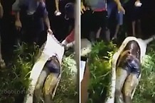 Un homme retrouvé dans le ventre d'un python (photo / vidéo)