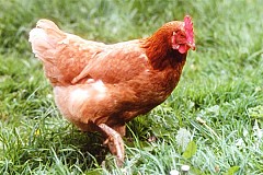 Zoophilie : Surpris en plein rapport sexuel... avec une poule Zoophilie : Surpris en plein rapport sexuel... avec une poule