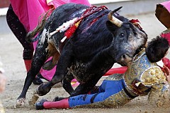 Un toreador se fait transpercer le visage à plusieurs reprises par un taureau de 460 kilos (vidéo) Un toreador se fait transpercer le visage à plusieurs reprises par un taureau de 460 kilos (vidéo)