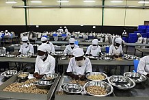 Côte d’Ivoire : 20 000 tonnes d’anacarde seront transformées par les nationaux en 2017 (Gouvernement)