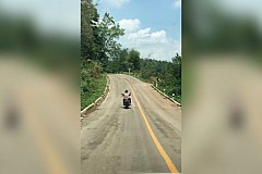 Un serpent attaque un motard sur une route de campagne (vidéo)