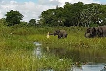 Un éléphant mordu à la trompe par un crocodile