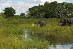 Un éléphant mordu à la trompe par un crocodile Un éléphant mordu à la trompe par un crocodile