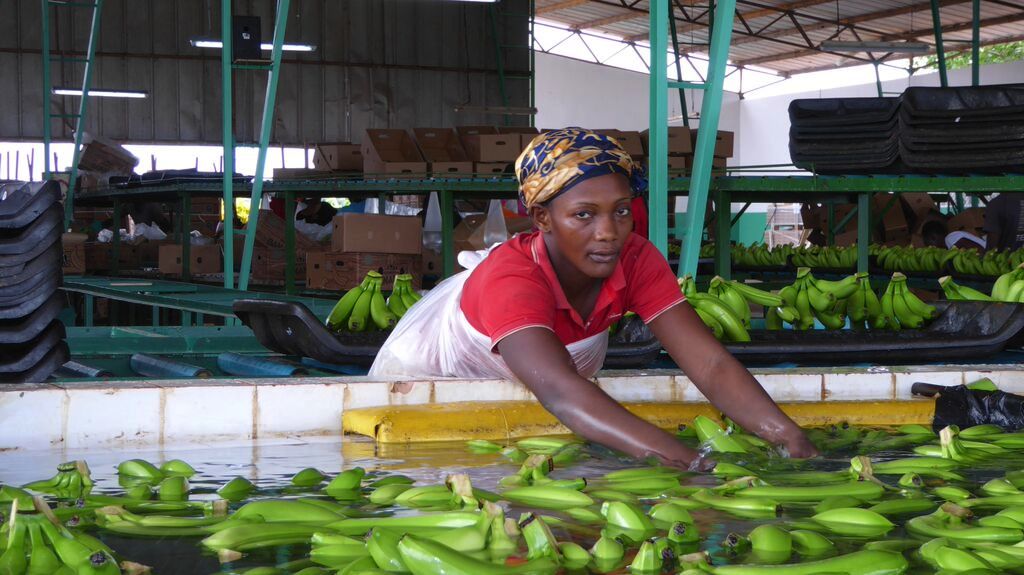 La Côte d’Ivoire reprend le leadership africain de la banane suite à une chute des exportations camerounaises de 30 000 tonnes en 2016