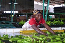 La Côte d’Ivoire reprend le leadership africain de la banane suite à une chute des exportations camerounaises de 30 000 tonnes en 2016