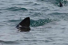 Australie : une surfeuse de 17 ans meurt déchiquetée par un requin