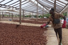 Côte d’Ivoire : ouverture d’un centre de fermentation et de séchage de fèves de Cacao
