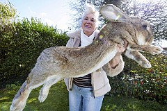 Un lapin géant meurt à bord d'un vol United Airlines Un lapin géant meurt à bord d'un vol United Airlines