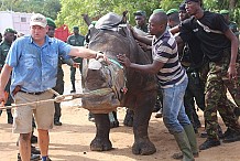 Le rhinocéros errant à M’Batto transféré à Bouaké