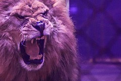 Somme : un lion saute à la gorge de son dompteur en plein numéro de cirque et le blesse grièvement
