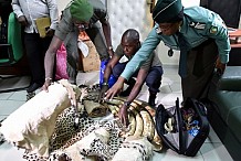 Côte d’Ivoire: 60 kg d’ivoire et des peaux de panthères saisis