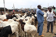Côte d’Ivoire/Un incendie à l’abattoir de Port-Bouët crée une panique chez des fêtards de la Tabaski