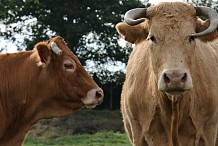 Abattoir de Port-Bouët : Des boeufs se déchaînent et font des blessés
