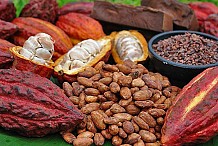 Côte d’Ivoire: 540.000 tonnes de cacao broyées en 2016-2017, en hausse de 48.000 tonnes (ICCO)