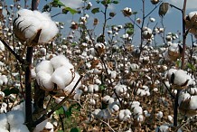 Coton ivoirien: l’exportation de la graine et de la fibre soumise à un haut contrôle