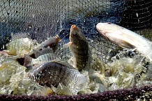 Virus de lac du tilapia : la Côte d’Ivoire interdit l’importation du poisson sur son territoire