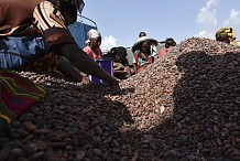 Côte d'Ivoire: du cacao illégal fourni aux grands noms du chocolat