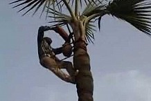 En pleine extraction de « bandji » : Un planteur chute d'un raphia et une souche se plante dans sa tête