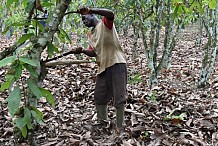 Côte d’Ivoire : le chocolat, ennemi numéro un des forêts