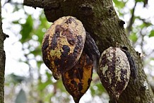 La Côte d'Ivoire s'inquiète du swollen shoot, maladie du cacaoyer