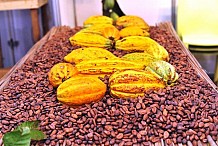 Revalorisation du prix du cacao : La Côte d'Ivoire et le Ghana vont mettre en place un stock régulateur