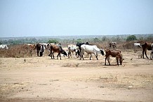 L’UEMOA donne son accord de principe pour le financement partiel d’un parc à bœufs à Korhogo
