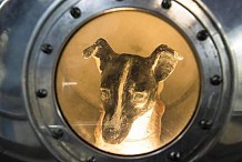 Il y a 60 ans, l'URSS envoyait la chienne Laïka dans l'espace