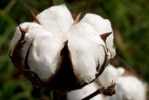 La production du coton connait une hausse de 5,7% ( bilan du Conseil)