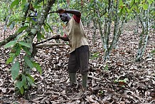La Côte-d'Ivoire et le Ghana s'engagent à mettre fin à la déforestation due à la production du cacao
