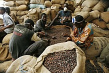 Cacao en Côte d’Ivoire: les producteurs oscillent entre résignation et espoir