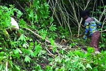 Une femme tuée dans une tentative de viol à Abidjan