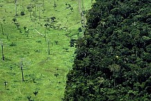 Côte d'Ivoire: 7 milliards FCFA de la Banque mondiale pour lutter contre le déboisement et la dégradation des forêts