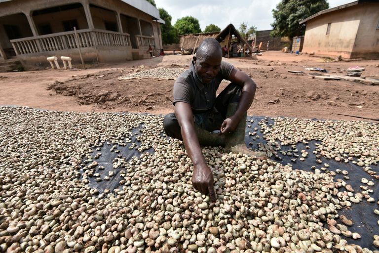 Résultat de recherche d'images pour "noix de cajou en Côte d'Ivoire"