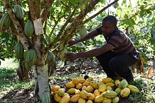 Industrie cacaoyère: Les producteurs ne tirent que 2% des revenus