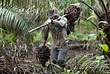 Filière palmier à huile à Aboisso : Le collectif des planteurs rejette les nouveaux contrats d’une société