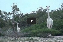 Un cinéaste tué par une girafe en Afrique du Sud