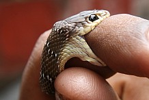 Mobilisation au Mozambique contre les morsures de serpent