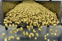 La Côte d'Ivoire, 1er producteur mondial, veut transformer son or gris: la noix de cajou