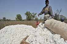 Côte d’Ivoire : le prix du coton graine de premier choix maintenu à 265 FCFA/kg