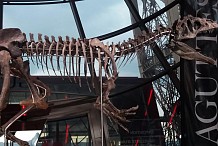 France: le squelette d'un dinosaure vendu 2 millions d'euros à la tour Eiffel