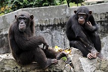 Des singes s’attaquent à l’ambulance des pompiers et d’autres automobiles sur la route du zoo menant au Dokui