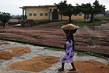 Côte d’Ivoire : le gouvernement repousse à 2020 son objectif d’autosuffisance en riz