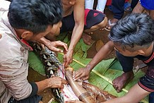 Une femme dévorée par un python géant en Indonésie (Photo)