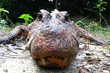 Des crocodiles oranges uniques au monde au Gabon