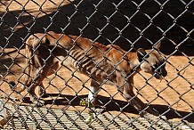 Des animaux d'un zoo au vénézuela meurent de faim